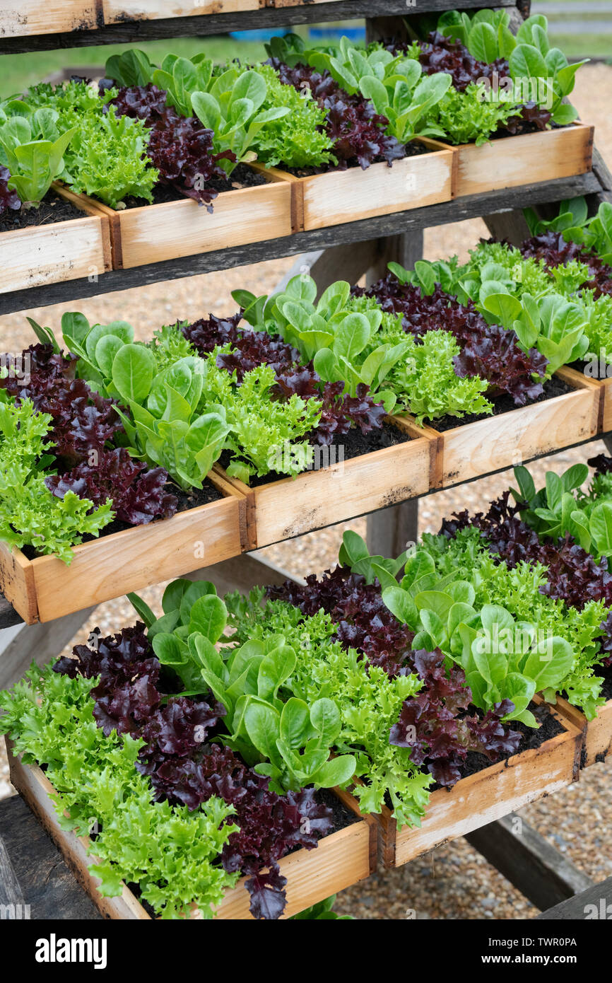 Organische salat Pflanzen in Holzkisten für Verkauf bei Daylesford Organic Farm Shop Sommer Festival. Daylesford, Cotswolds, Gloucestershire, England Stockfoto