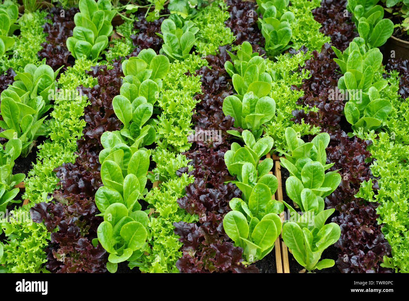 Organische salat Pflanzen in Holzkisten für Verkauf bei Daylesford Organic Farm Shop Sommer Festival. Daylesford, Cotswolds, Gloucestershire, England Stockfoto