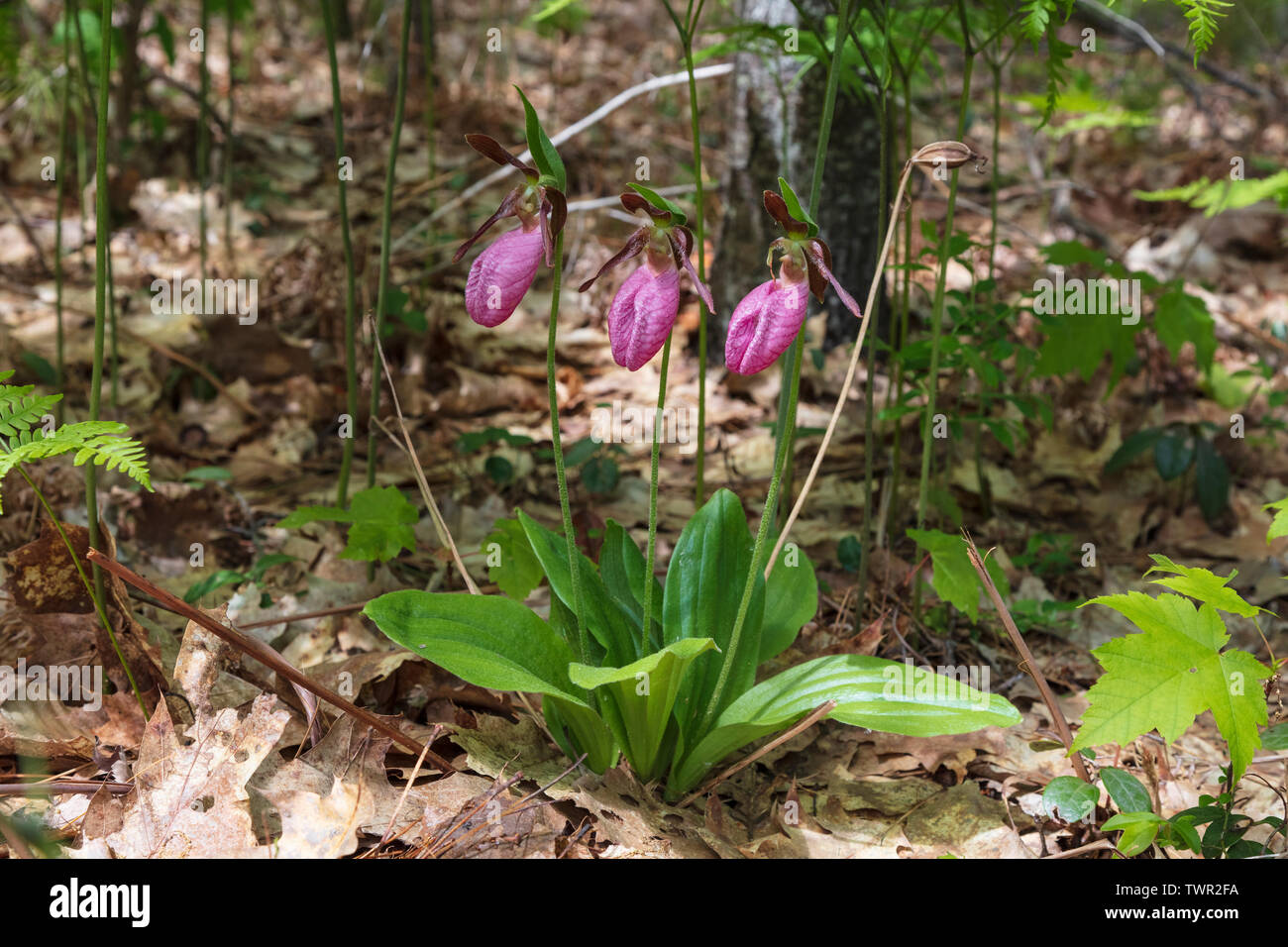 Die Pink Lady Slipper Orchids (Cypripedium acaule), blühende, gemischt Eiche und Kiefer Wald, im Osten der USA, von James D Coppinger/Dembinsky Foto Assoc Stockfoto