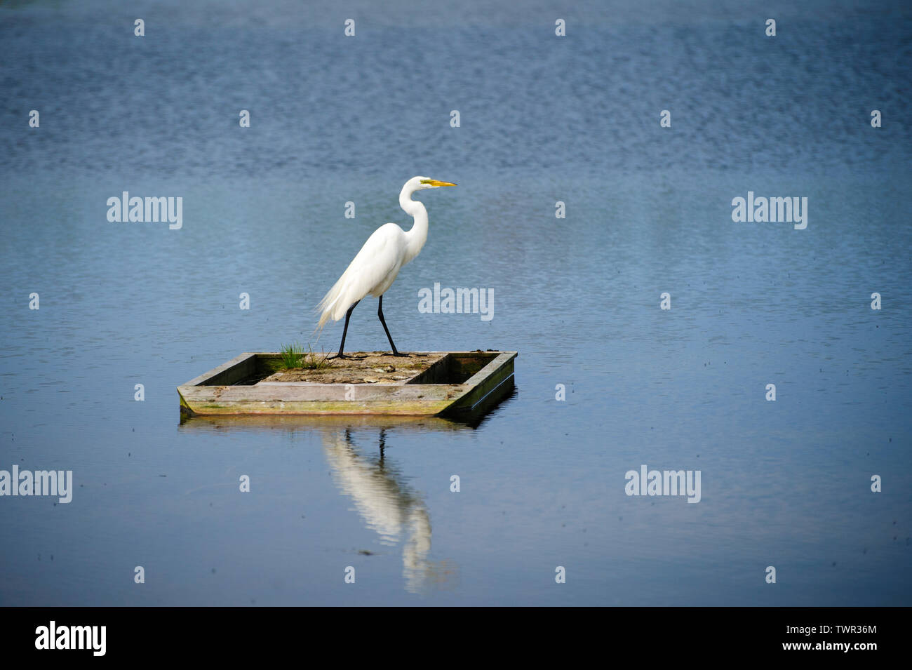 Silberreiher (Ardea alba), stehend auf einem Holz- Insel umgeben von Wasser. Stockfoto