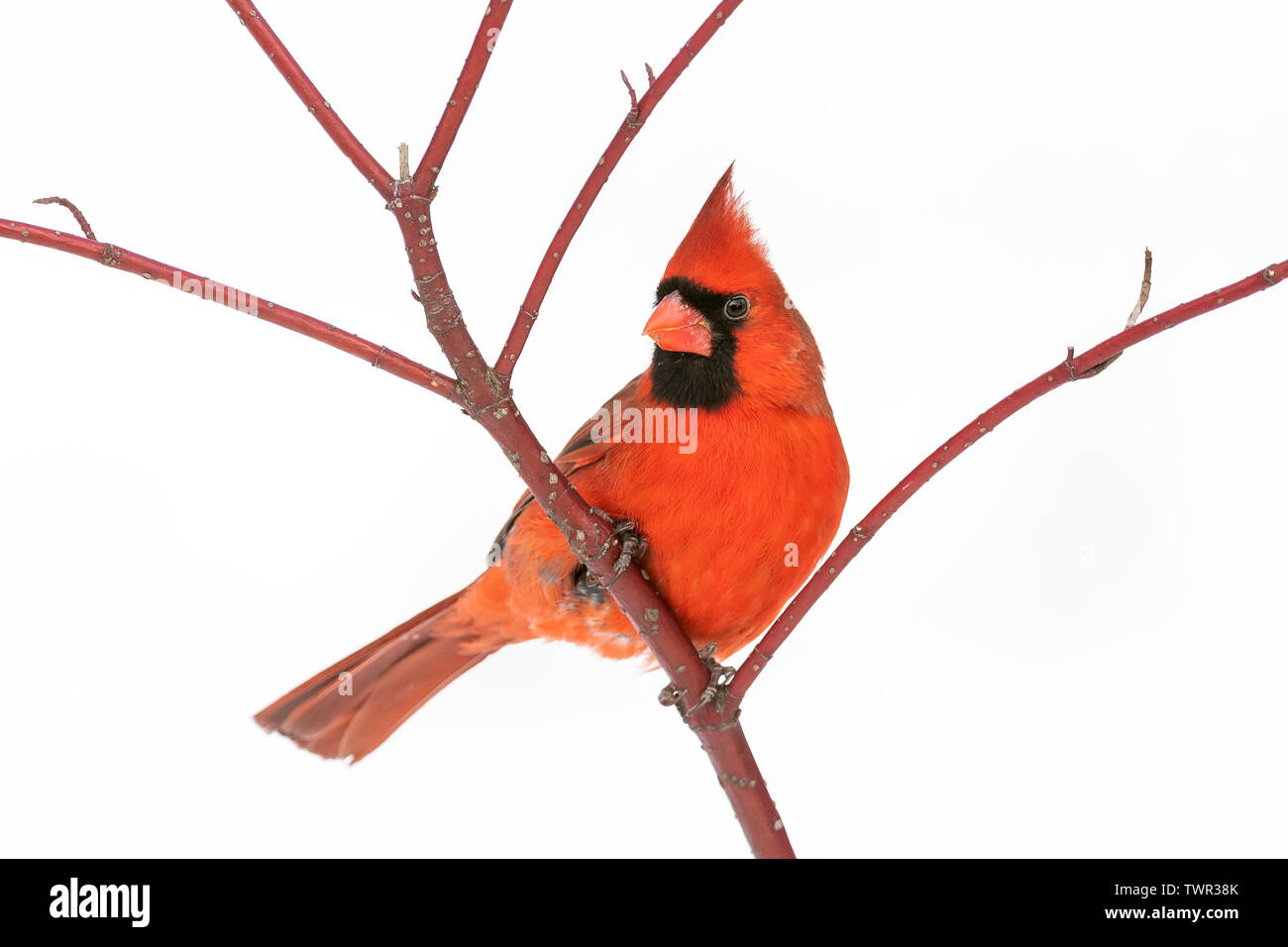 Männliche nördlichen Kardinal (Cardinalis cardinalis), Winter, E Nordamerika, von Dominique Braud/Dembinsky Foto Assoc Stockfoto
