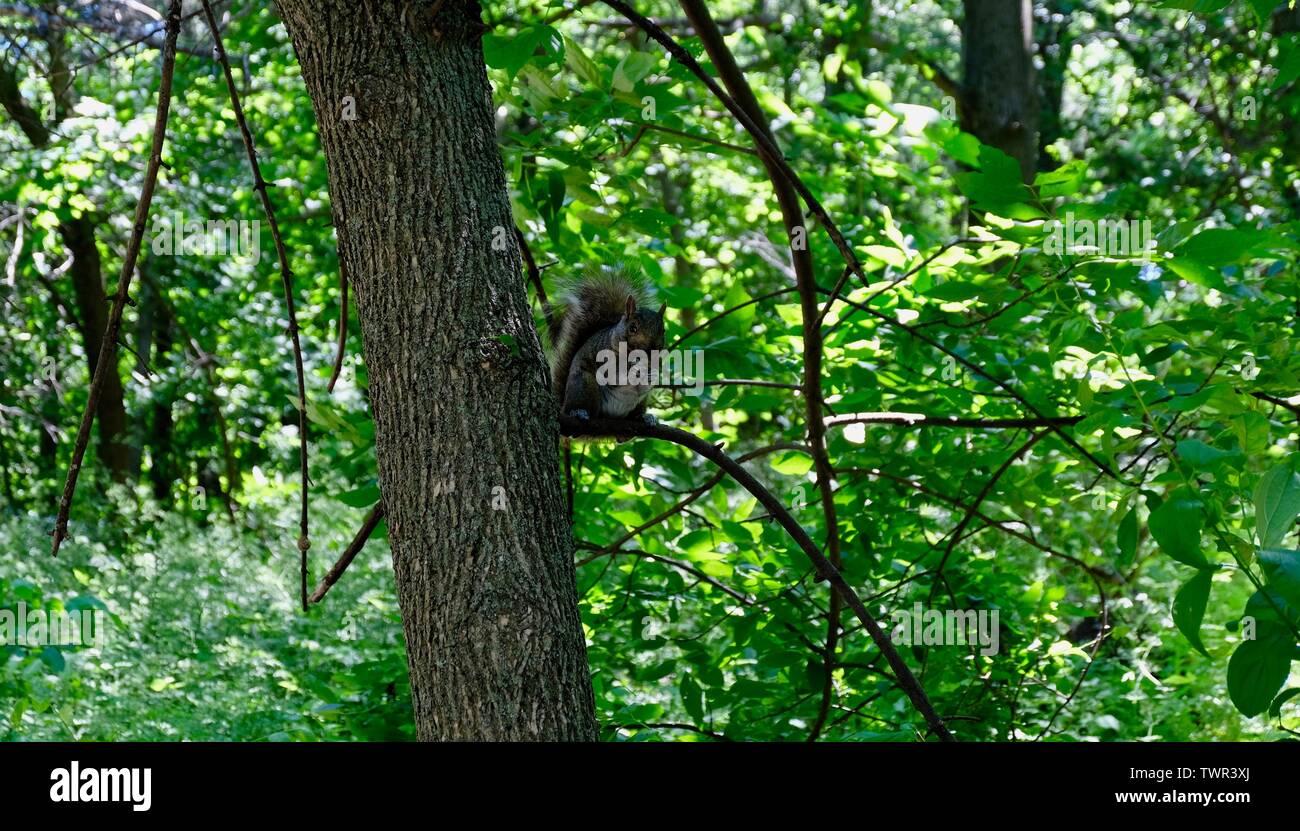 Ein Eichhörnchen sitzt im Baum und genießt eine Mutter Stockfoto