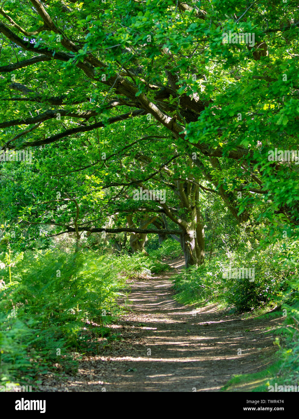 Fußweg vorbei unter Oak tress (Quercus rober) im Snape Warren Holz, Suffolk Stockfoto