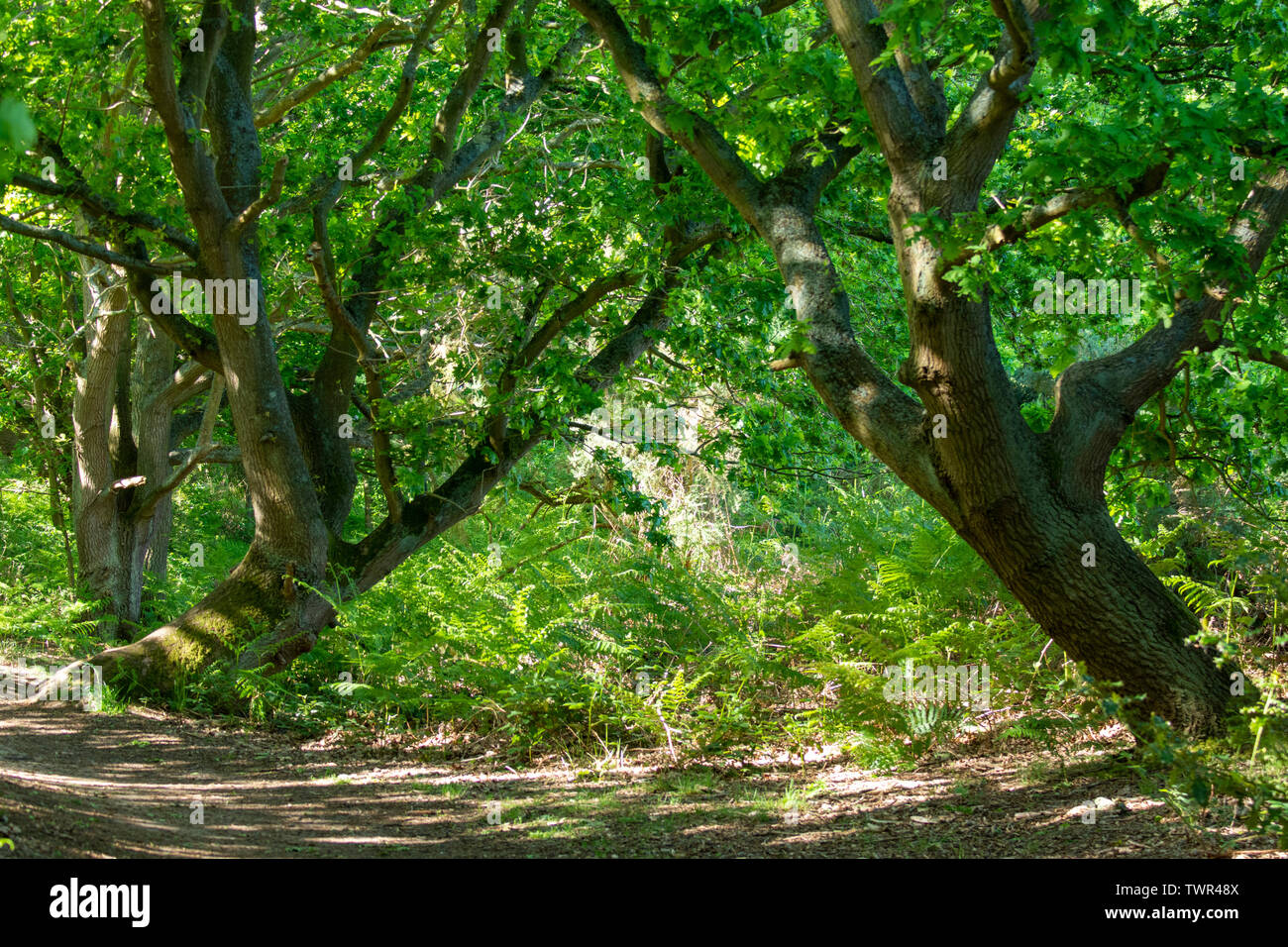 Zwei oak Tress (Quercus rober) von Pfad in Snape Warren Holz, Suffolk Stockfoto