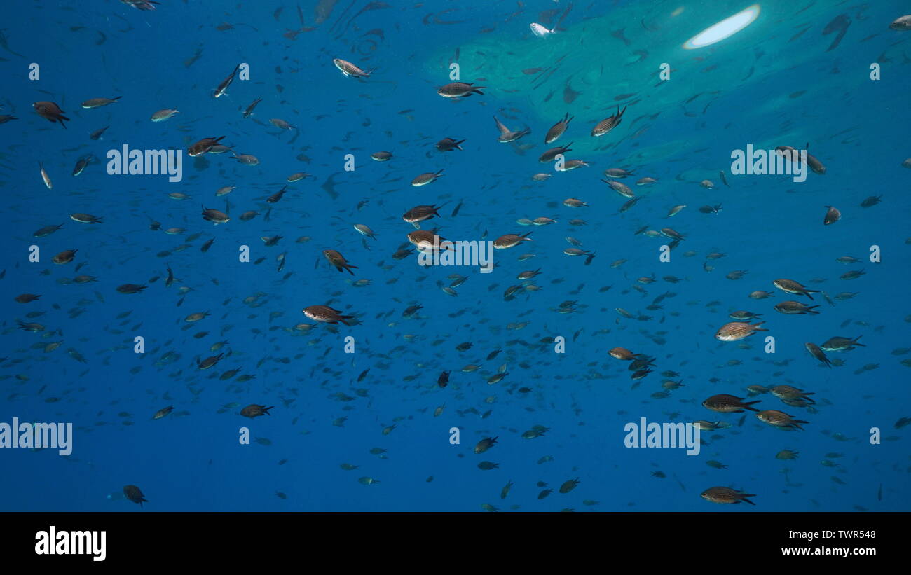Schwarm von Fischen unter Wasser in Mittelmeer, riffbarsche Chromis chromis, Costa Brava, Katalonien, Spanien Stockfoto