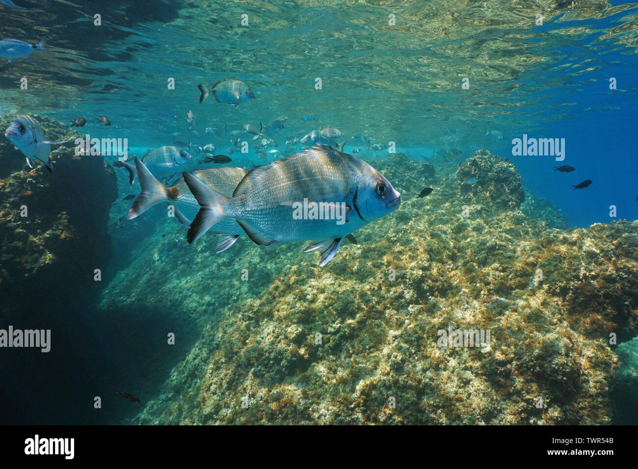 Sargo Dorade Fisch, DIPLODUS SARGUS, Unterwasser Mittelmeer, Frankreich Stockfoto