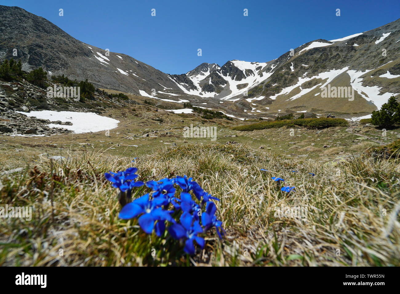 Berglandschaft massiv von Carlit mit blauen Blüten im Vordergrund, Frankreich, Pyrénées-orientales, Naturpark der katalanischen Pyrenäen Stockfoto