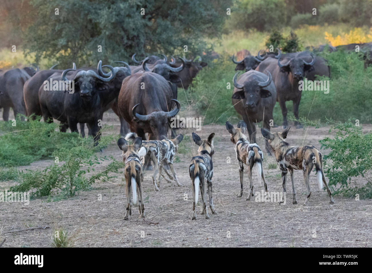 Afrika, Sambia South Luangwa National Park. Pack der Afrikanischen lackiert Wölfe, alias malte Hunde oder afrikanischen Wilden Hund, Jagd Büffel. Stockfoto
