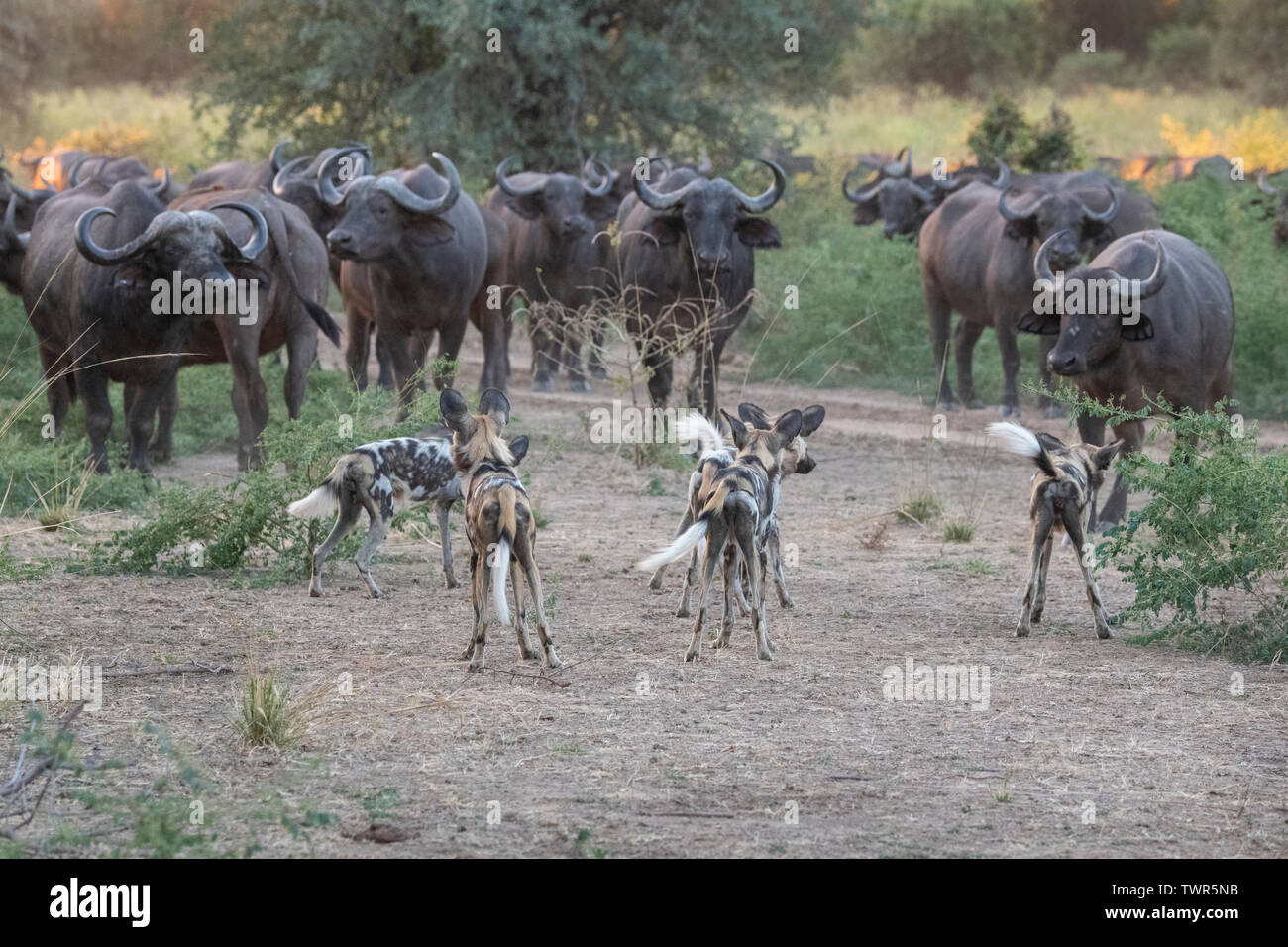 Afrika, Sambia South Luangwa National Park. Pack der Afrikanischen lackiert Wölfe, alias malte Hunde oder afrikanischen Wilden Hund, Jagd Büffel. Stockfoto