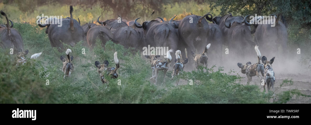Afrika, Sambia South Luangwa National Park. Pack der Afrikanischen lackiert Wölfe, alias malte Hunde oder afrikanischen Wilden Hund, Jagd Büffel. Stockfoto