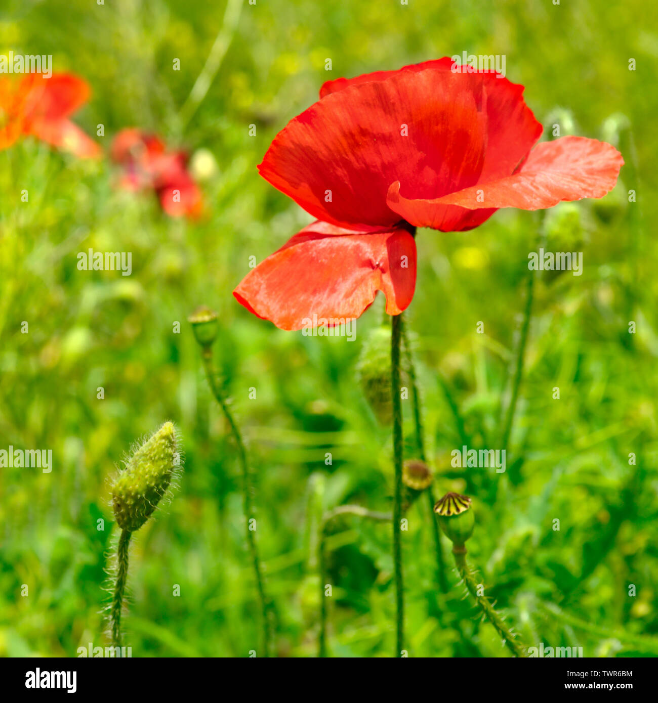 Klatschmohn, krautige Pflanze mit auffälligen Blüten, Milchsaft und abgerundete Samenkapseln Stockfoto