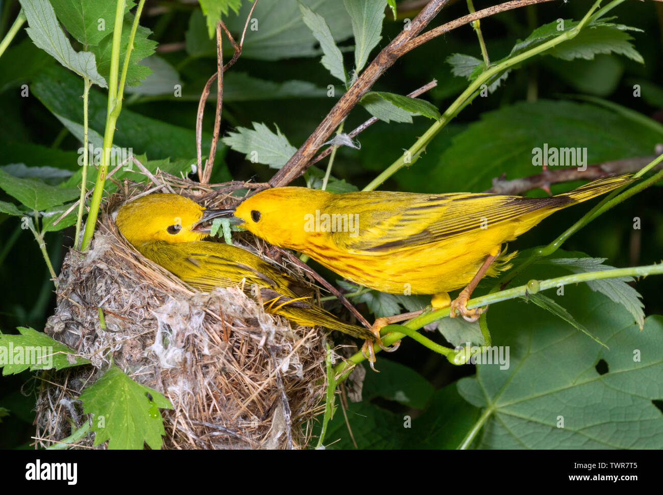 Yellow Warbler (Setophaga petechien) männlich weiblich Fütterung am Nest, Iowa, USA Stockfoto