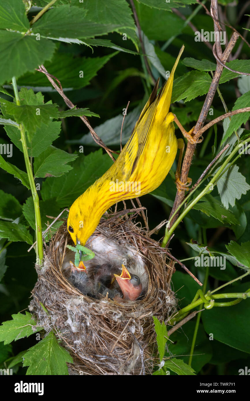 Yellow Warbler (Setophaga petechien) männliche Fütterung Nestlinge im Nest, Iowa, USA Stockfoto