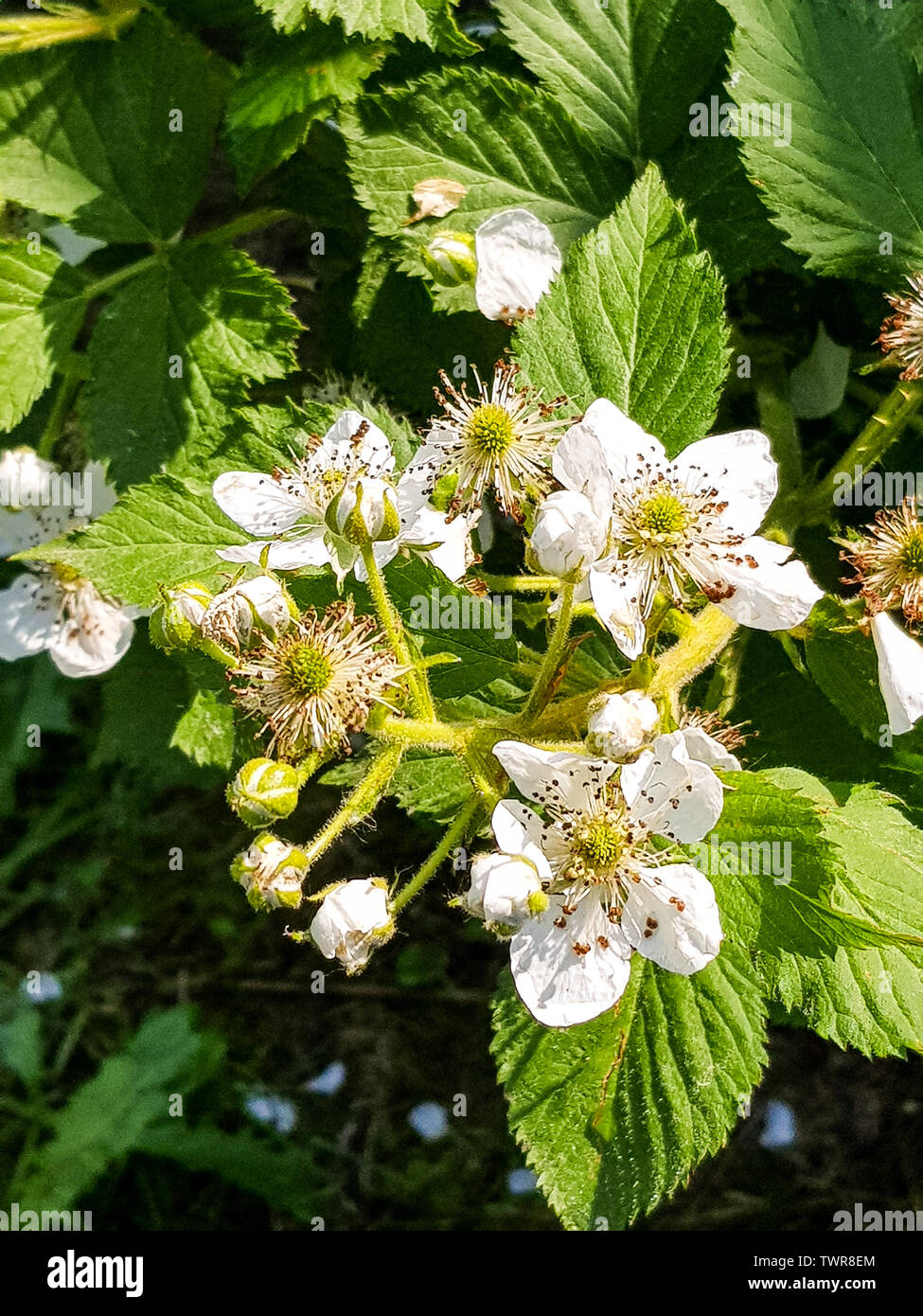 Vorderansicht die Blumen in blühende Strauch aus Himbeeren im Garten, im Sommer. Stockfoto