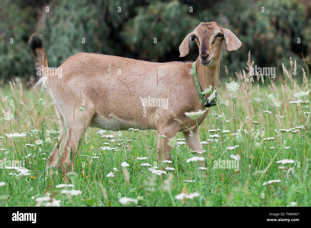 Anglo-Nubian Ziegen auf der Wiese Stockfoto