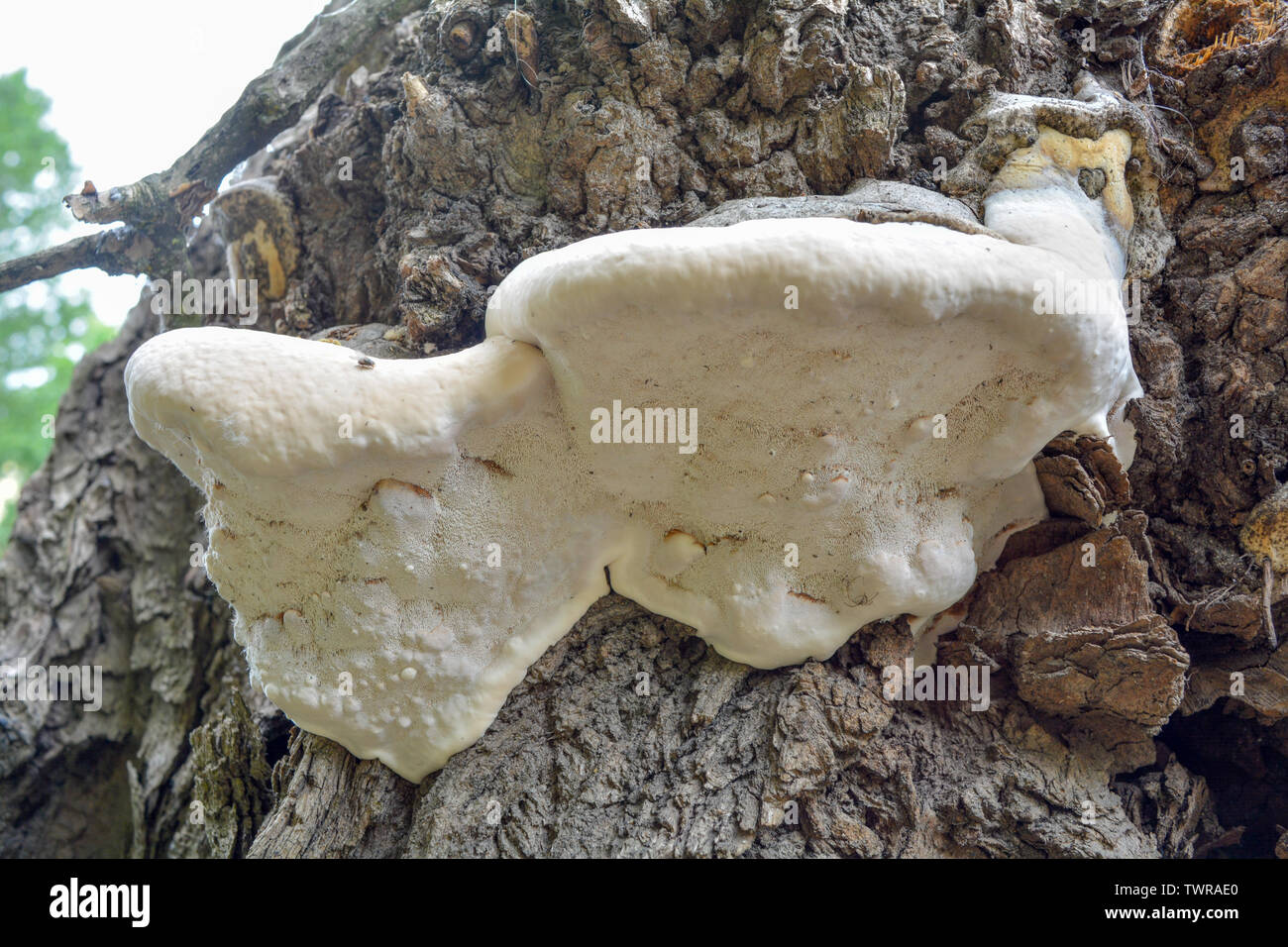Einem alten Baumstamm, die durch Pilzerreger anlage Erreger infiziert. Detailansicht des Weißen Baum Pilz auf Rinde von alten Baum. Natürliche pilzartige Parasiten in Makro anzeigen Stockfoto