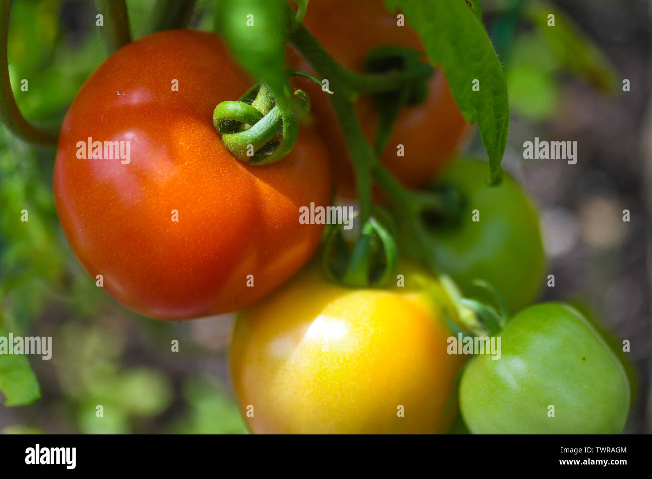 Bio Tomaten Auf Der Rebe Bio Tomate Nahaufnahme Der Bio