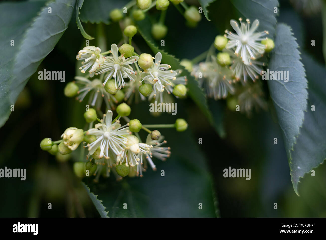Blumen und Samen von Linde auf einen hölzernen Stück Holz. Material für die leckeren und gesunden Tee. Hellen Hintergrund. Stockfoto