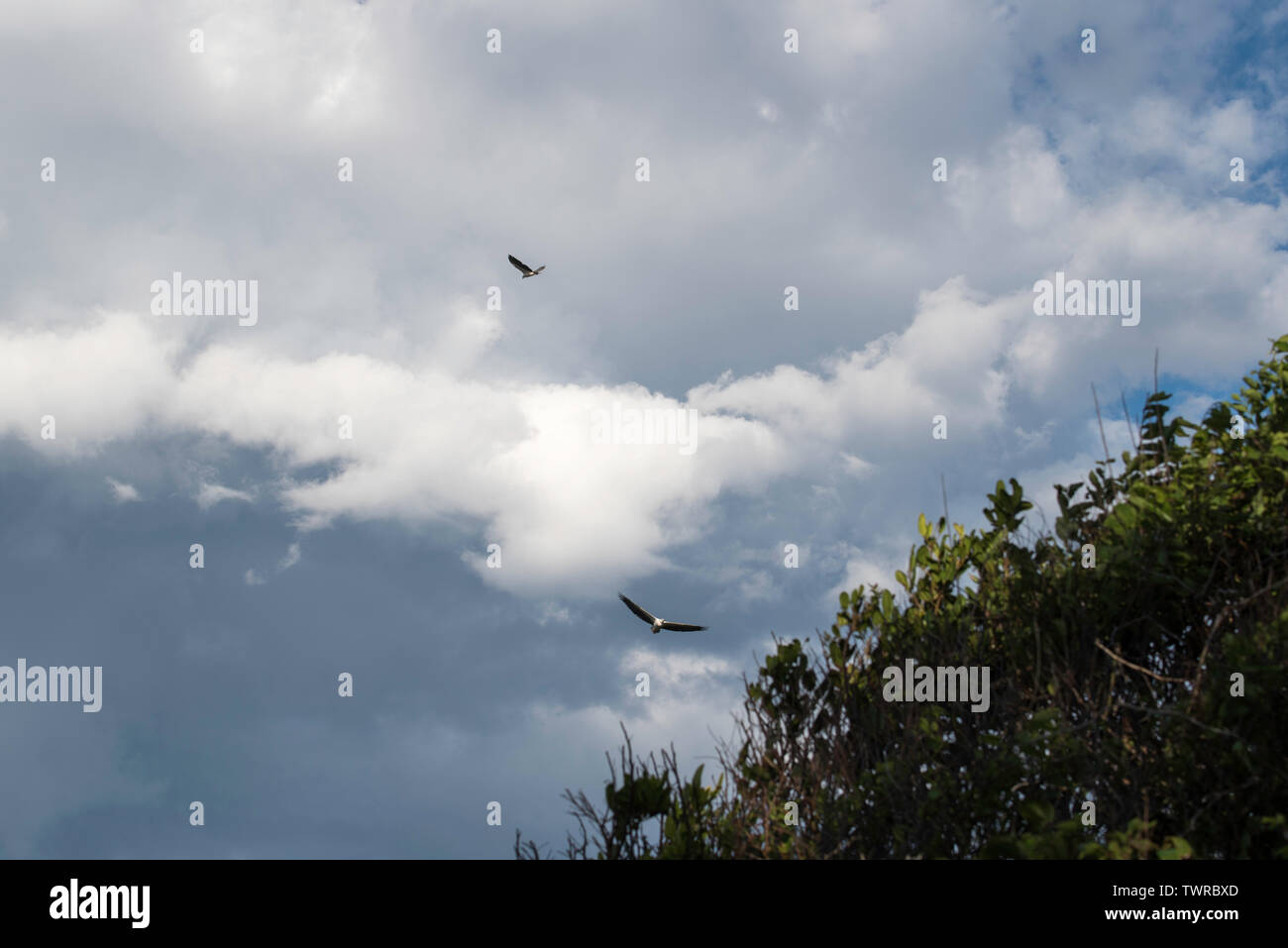 Zwei White-Bellied Seeadler (Haliaeetus leucogaster), auch bekannt als die white-breasted Seeadler Fahrten warme Aufwinde an der Ostküste von Australien Stockfoto