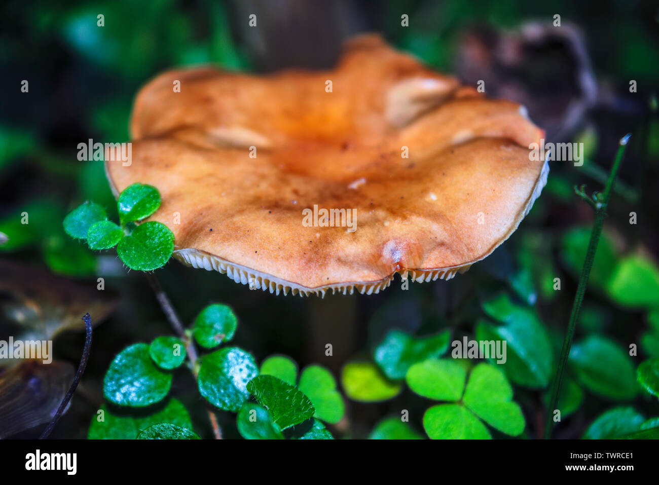 Waldpilz psathyrella Close-up unscharfen dunklen Hintergrund. Stockfoto