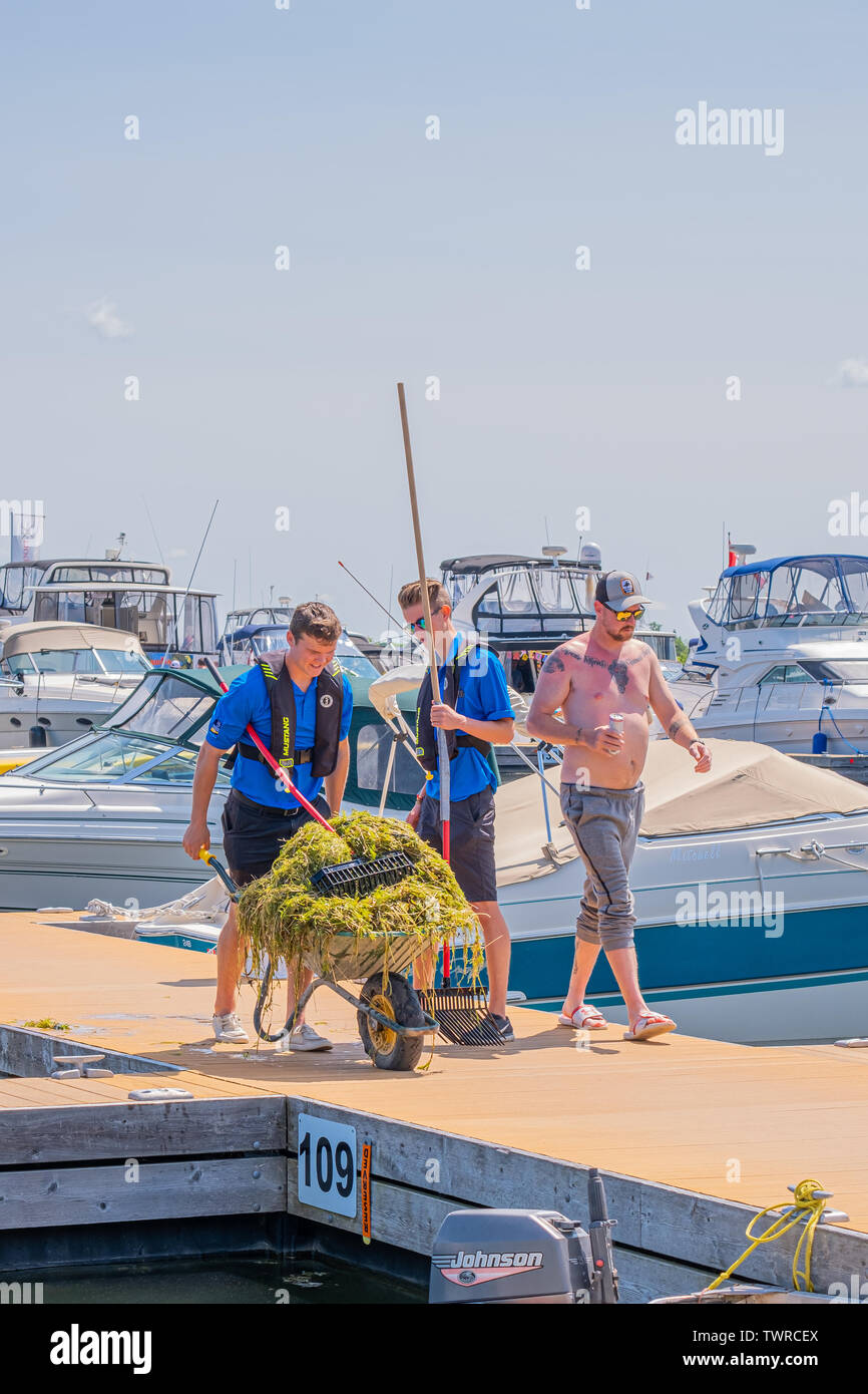 Arbeitnehmer klare Unkraut aus rund um den Bootsanleger im Hafen von Orillia Ontario von Hand Propeller von verschmutzt zu verhindern.. Stockfoto
