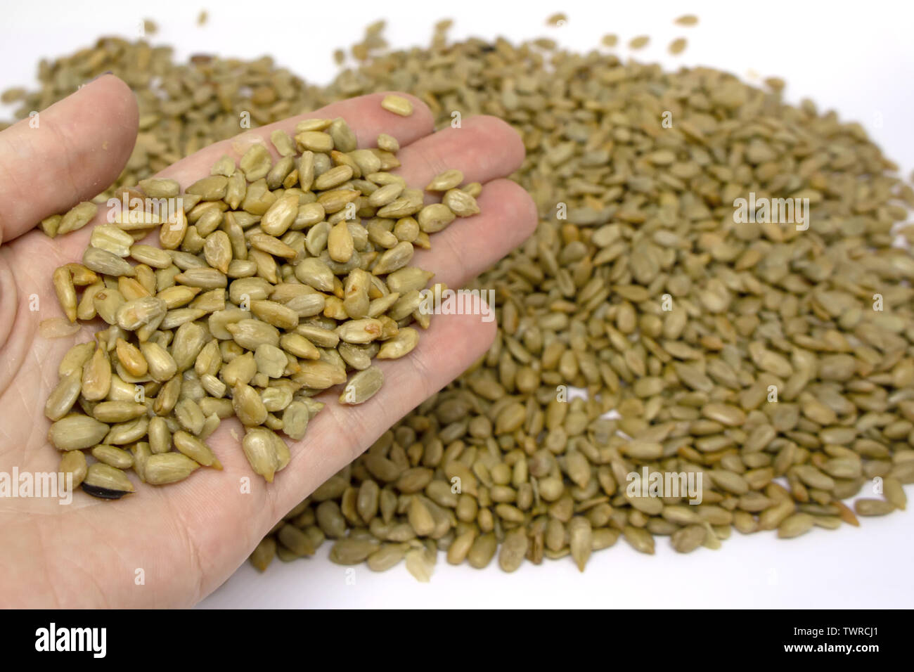 Frau hält viele frittierte gesalzen und geschälte Sonnenblumenkerne in ihrer Hand. Ein Haufen von Saatgut ist im Hintergrund. Stockfoto