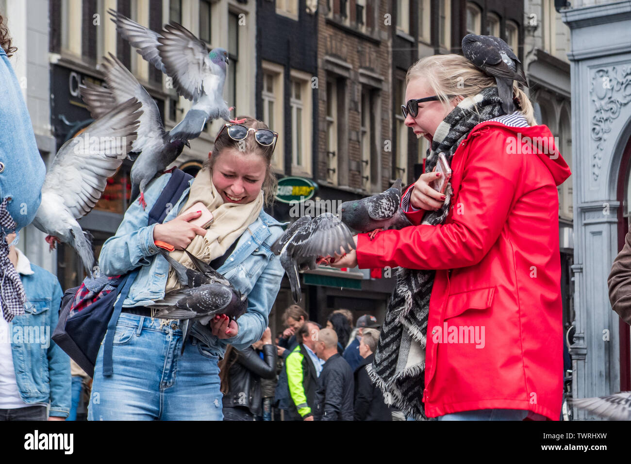 Füttern tauben Land auf tausendjährigen Touristen in Dam Square Amsterdam Niederlande - Tauben auf Menschen - Tauben fliegen in der Nähe von Menschen Stockfoto