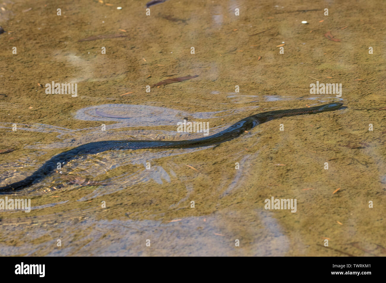 Red-bellied Black Snake Schwimmen unter Wasser Pseudechis porphyriacus östlichen Australien Stockfoto