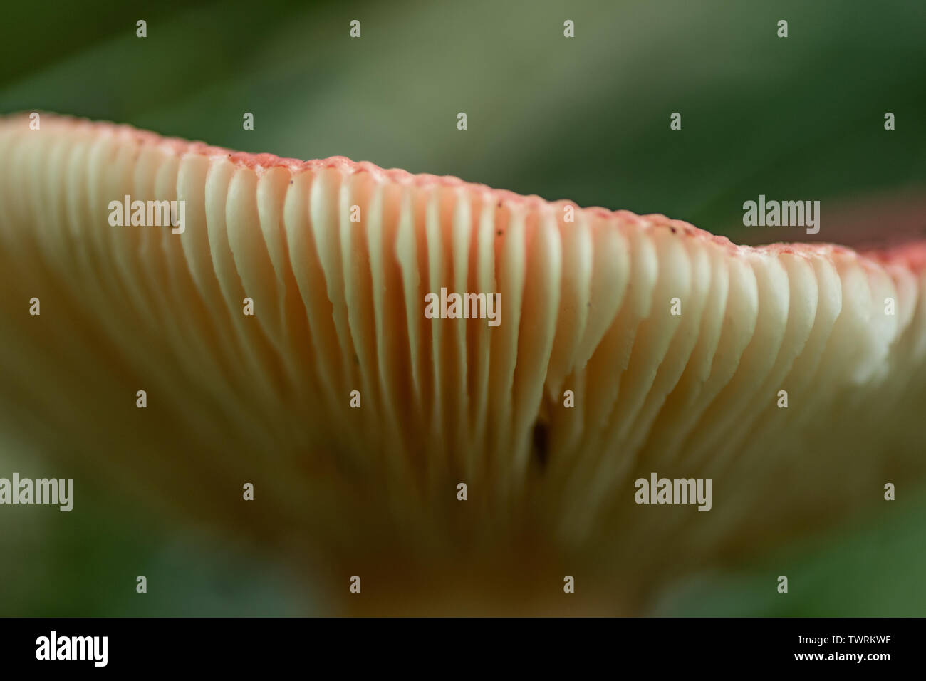 In der Nähe der Flanke von Wild Mushroom im Sommer Stockfoto
