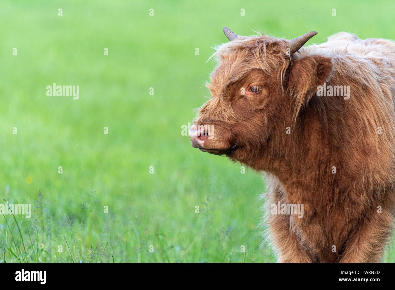Eine Nahaufnahme Foto eines Highland Kuh Stockfoto
