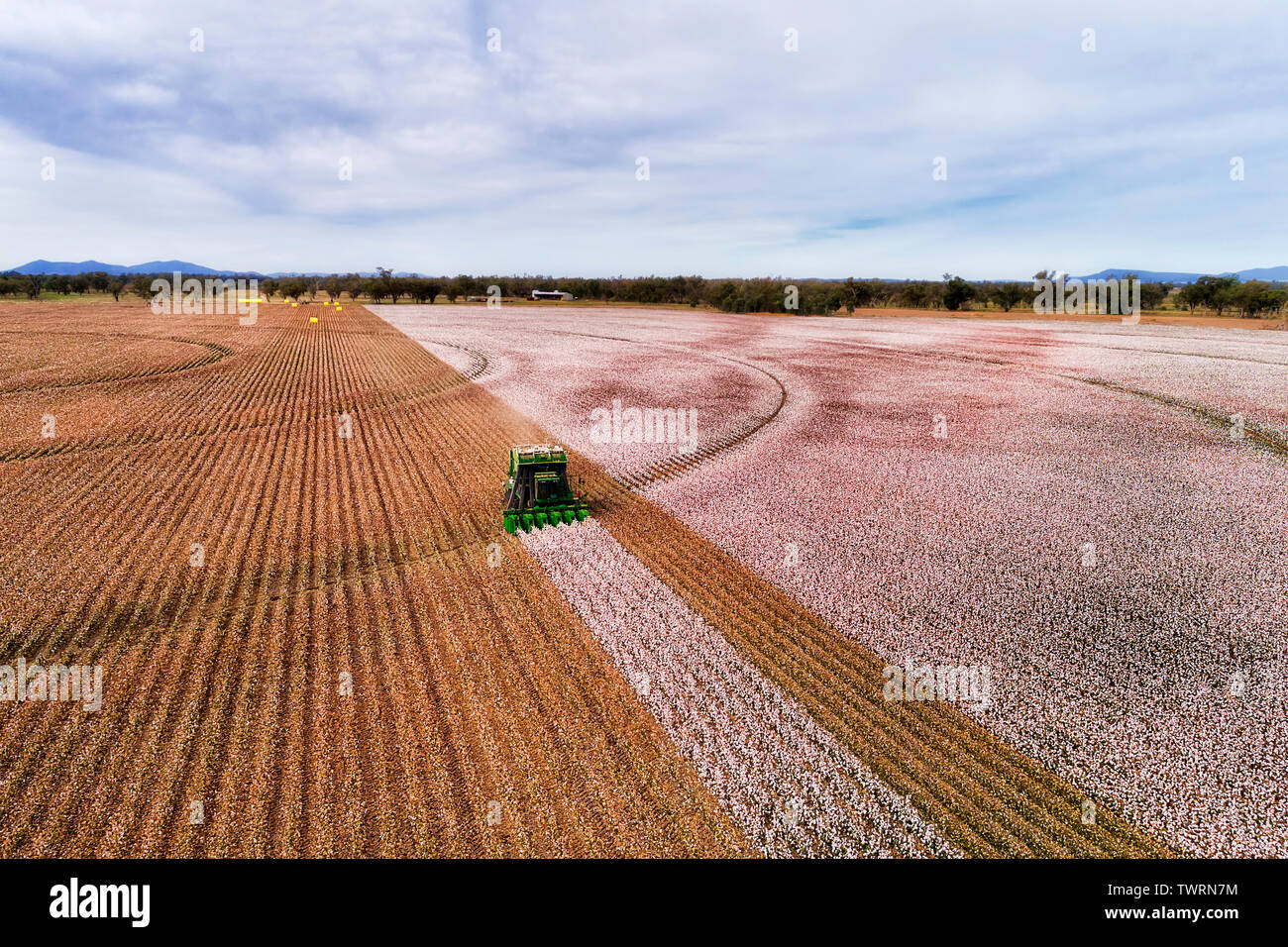 Flache angebauten landwirtschaftlichen Bereichen Australien unter Baumwolle pflanzen während der Ernte mit Mähdrescher Traktor Kommissionierung weißen Schnee Baumwolle Safe Stockfoto
