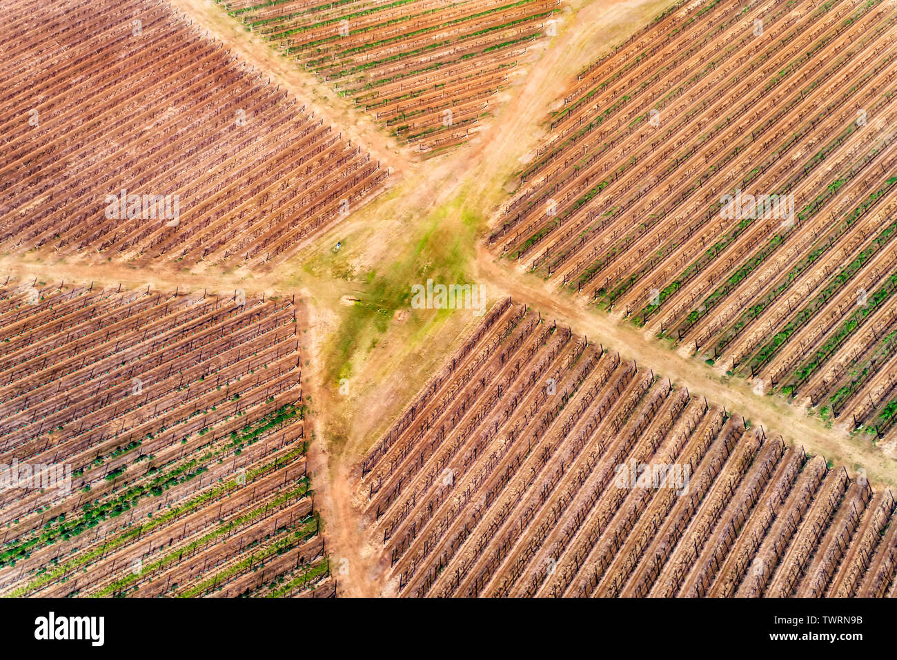 Entwickelte Landwirtschaft Bauernhof mit Reihen von Weinbergen auf cltivated Patches des Landes in der Weinregion Australiens - Hunter Valley. Stockfoto