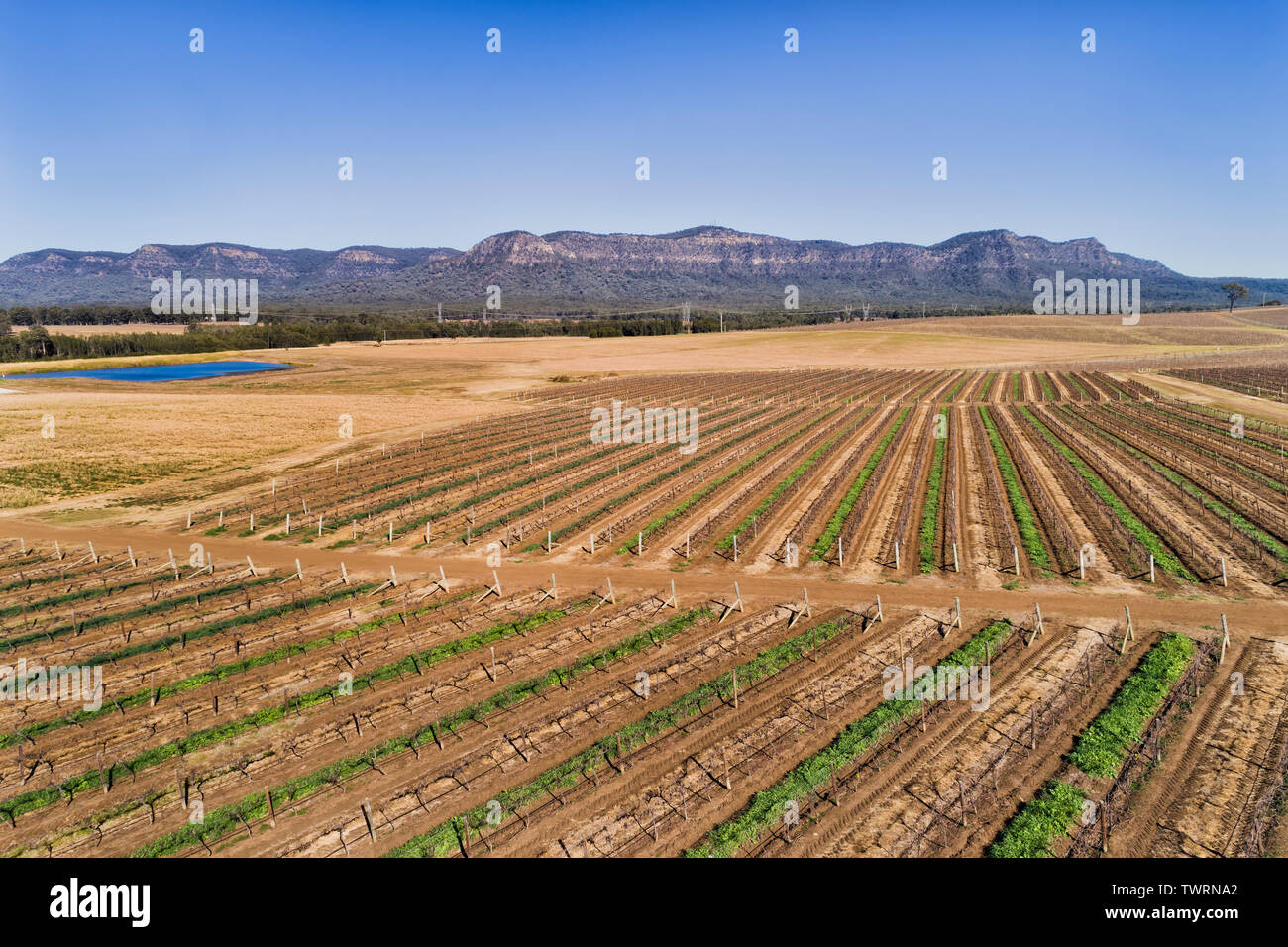 Gerade angebaut Reihen von ruhen Weinberge in Hunter Valley Weinregion Australiens zwischen den Jahreszeiten von oben nach Pokolbin Bereich gesehen. Stockfoto
