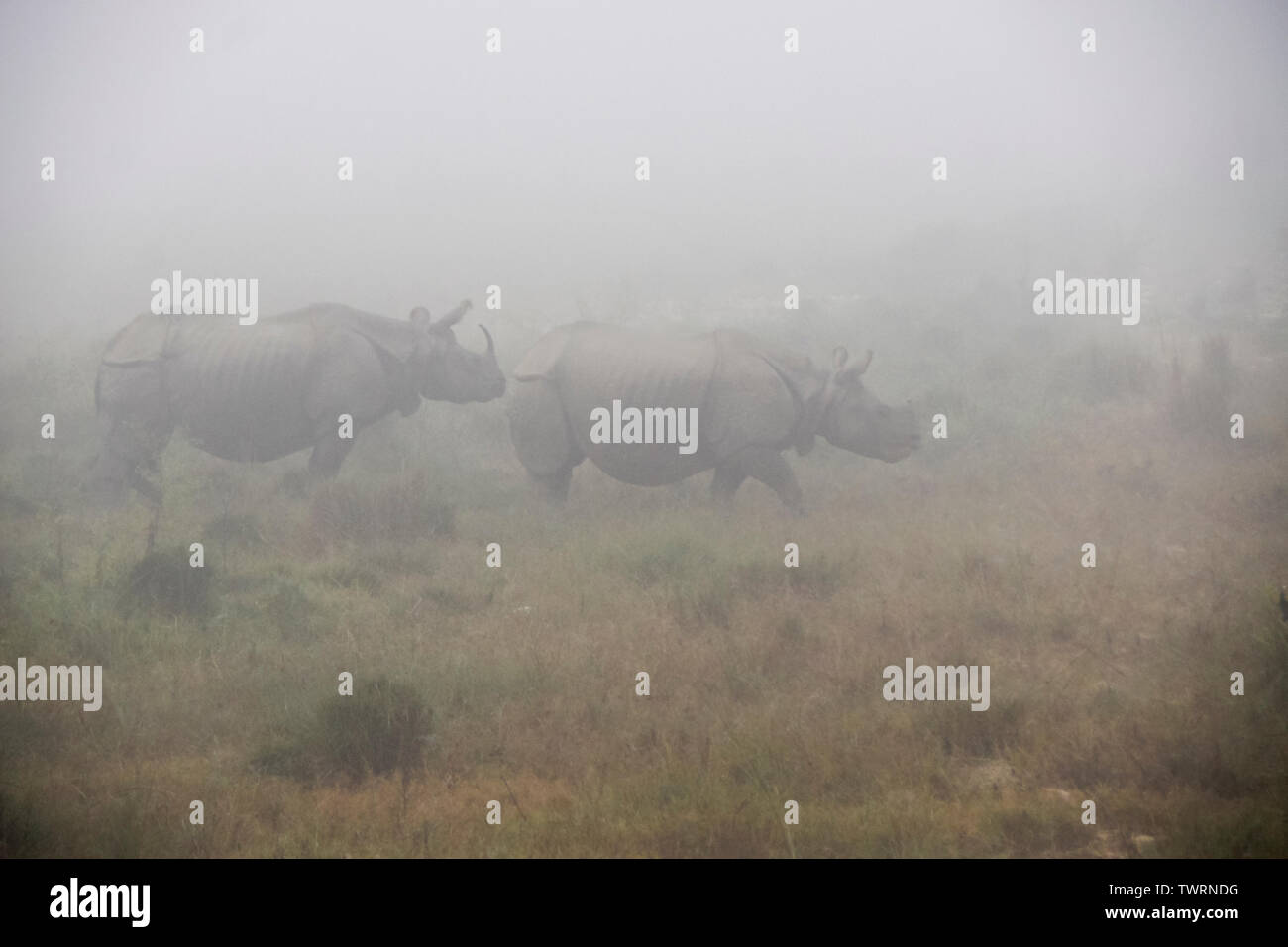 Asiatische one-horned Rhinoceros mit Kalb auf nebligen Morgen in Chitwan Nationalpark Nepal Stockfoto