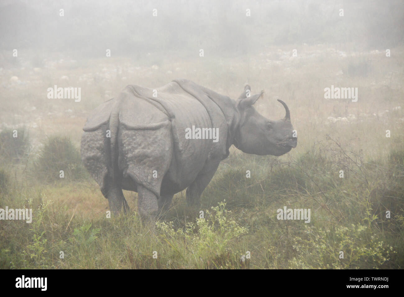 Asiatische one-horned Rhinoceros (weiblichen Erwachsenen) auf nebligen Morgen in Chitwan Nationalpark Nepal Stockfoto