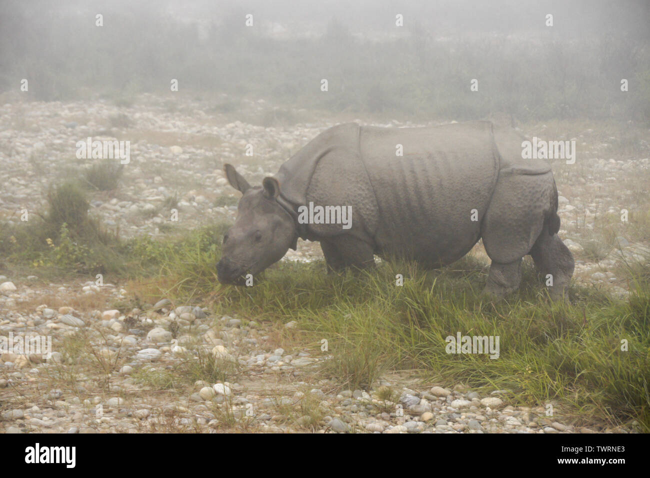 Asiatische one-horned Rhinoceros Kalb auf nebligen Morgen in Chitwan Nationalpark Nepal Stockfoto