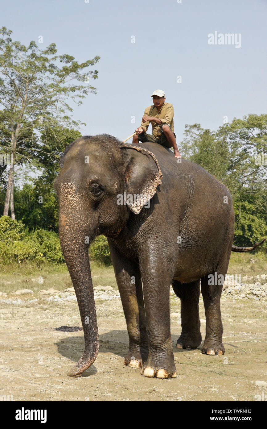 Mahout auf nassen Asiatischen Elefanten im Chitwan Nationalpark, Nepal Stockfoto