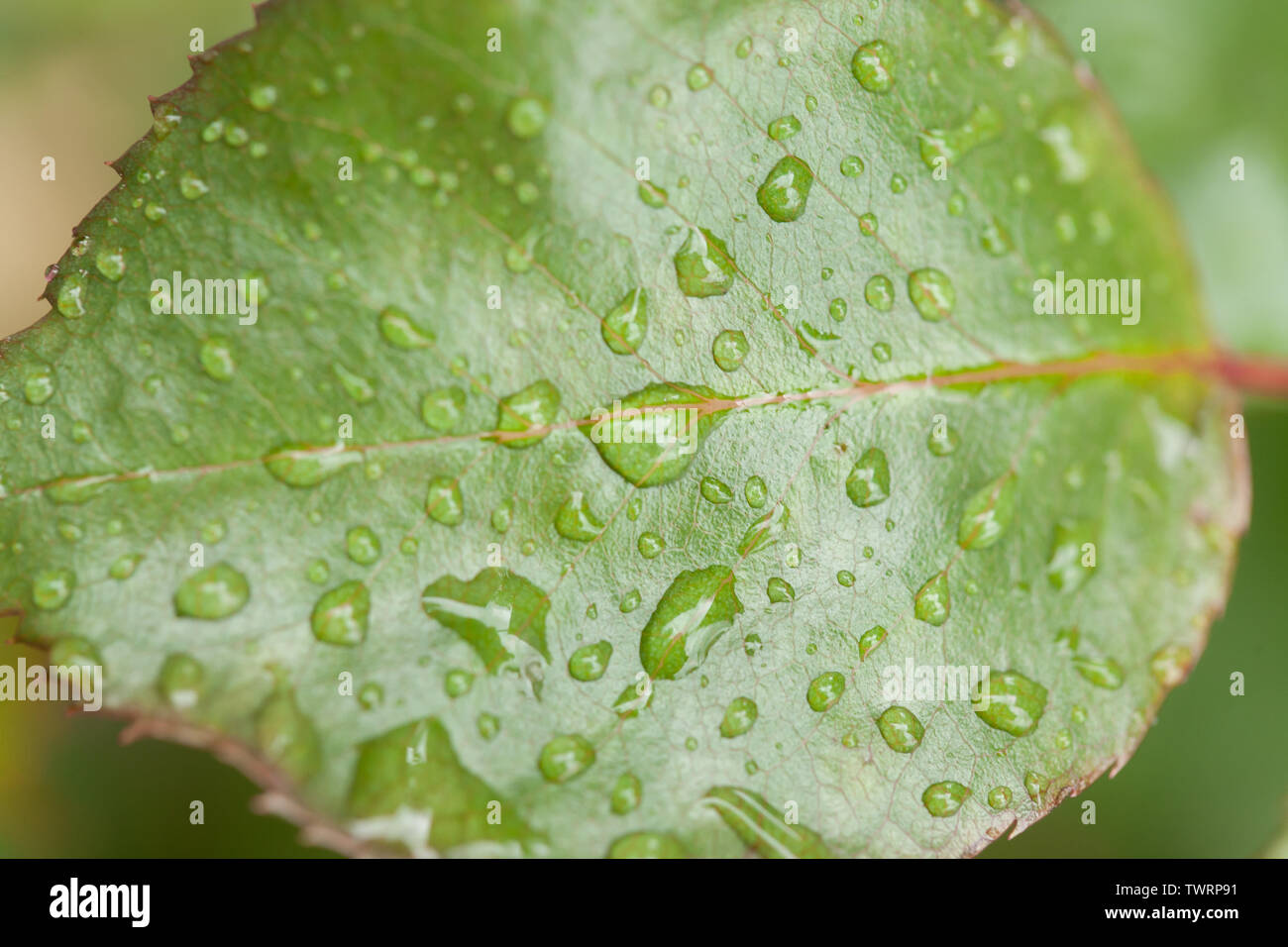 Grünes Blatt voller Regentropfen. Gleichzeitig sind groß, einige sind klein. Stockfoto