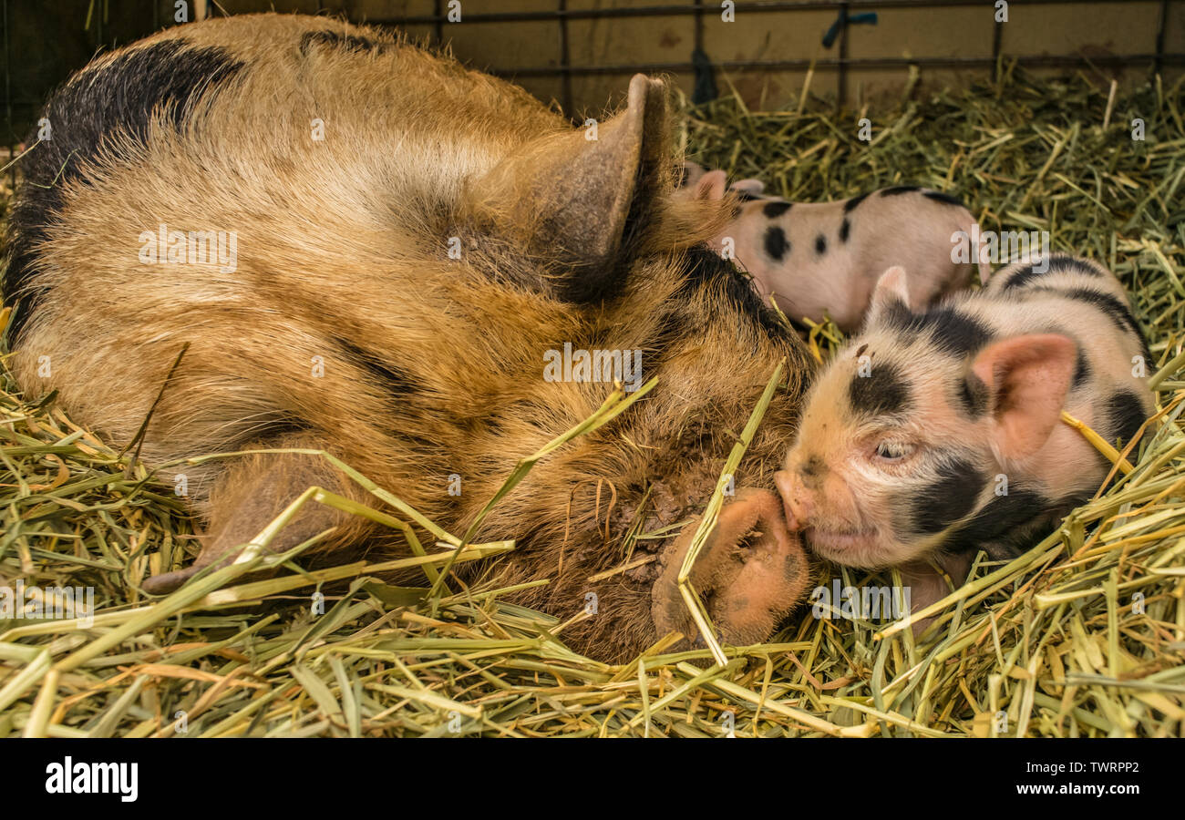 Kunekune Ferkel küssen Schnauze der Mutter. Kunekune, was bedeutet, dass "Dick und rund" in Maori, sind eine seltene Rasse von hausschwein aus Neuseeland. Stockfoto