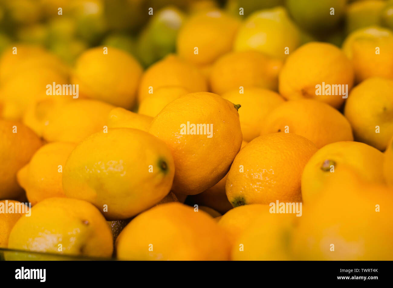 Citrus limon, die Lemon Tree, ist ein kleines mehrjährige Kulturpflanze. Seine Frucht ist Zitrone Stockfoto