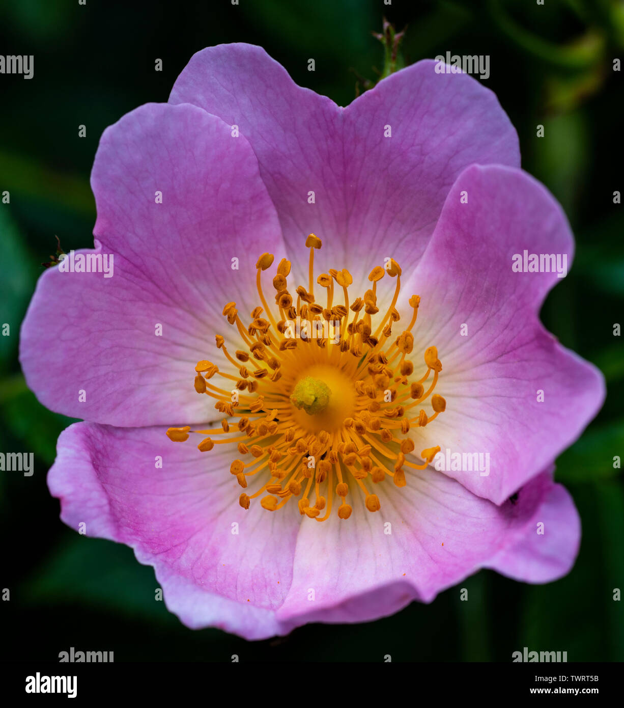 Close-up Dog Rose Blume (Rosa Canina) Stockfoto