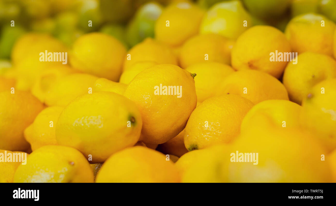 Citrus limon, die Lemon Tree, ist ein kleines mehrjährige Kulturpflanze. Seine Frucht ist Zitrone Stockfoto