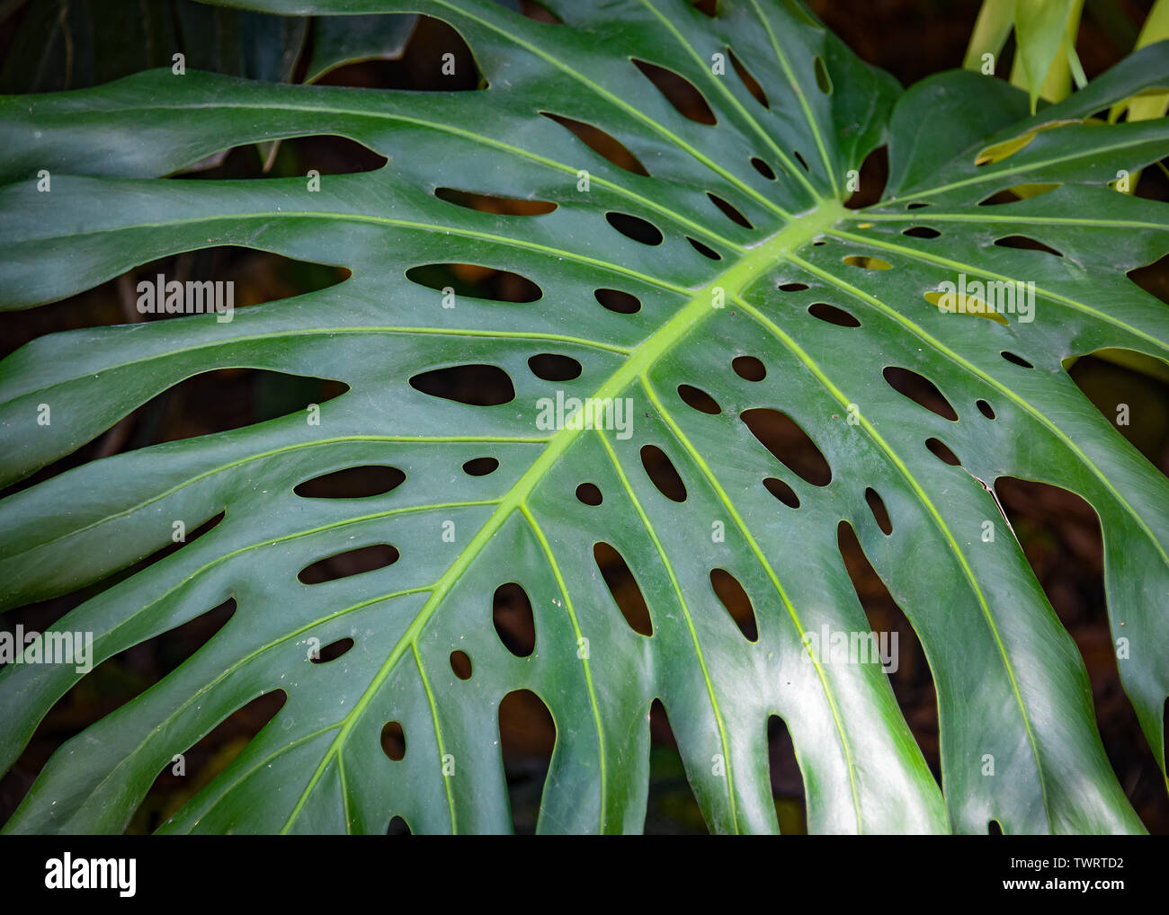 Monstera wachsende Pflanzen im tropischen Regenwald in der Region von Peru  Chanchamayo Stockfotografie - Alamy
