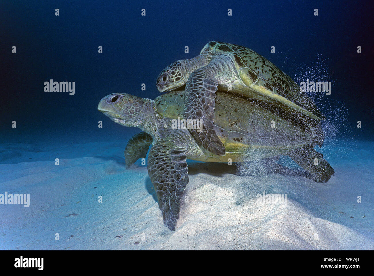 Grüne Meeresschildkröte (Chelonia mydas), paar Paaren auf sandigen Boden, Sipadan, Borneo, Malaysia Stockfoto