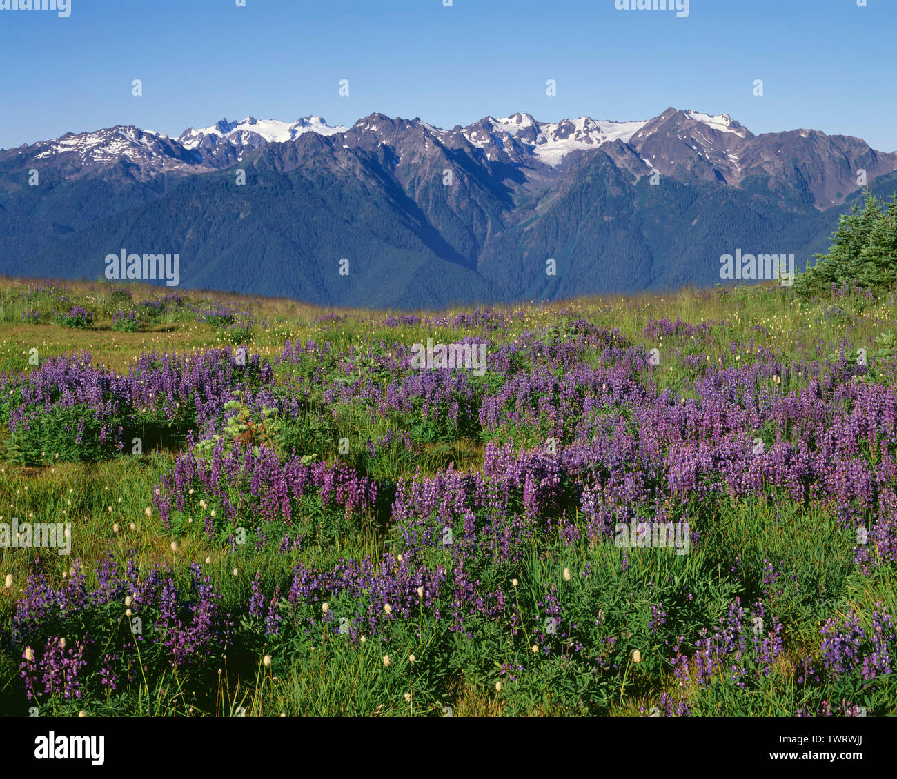 USA, Washington, Olympic National Park, Lupin blüht bei Hurricane Ridge mit weit entfernten Mt. Olympus (links) und Gipfeln der Bailey (rechts). Stockfoto