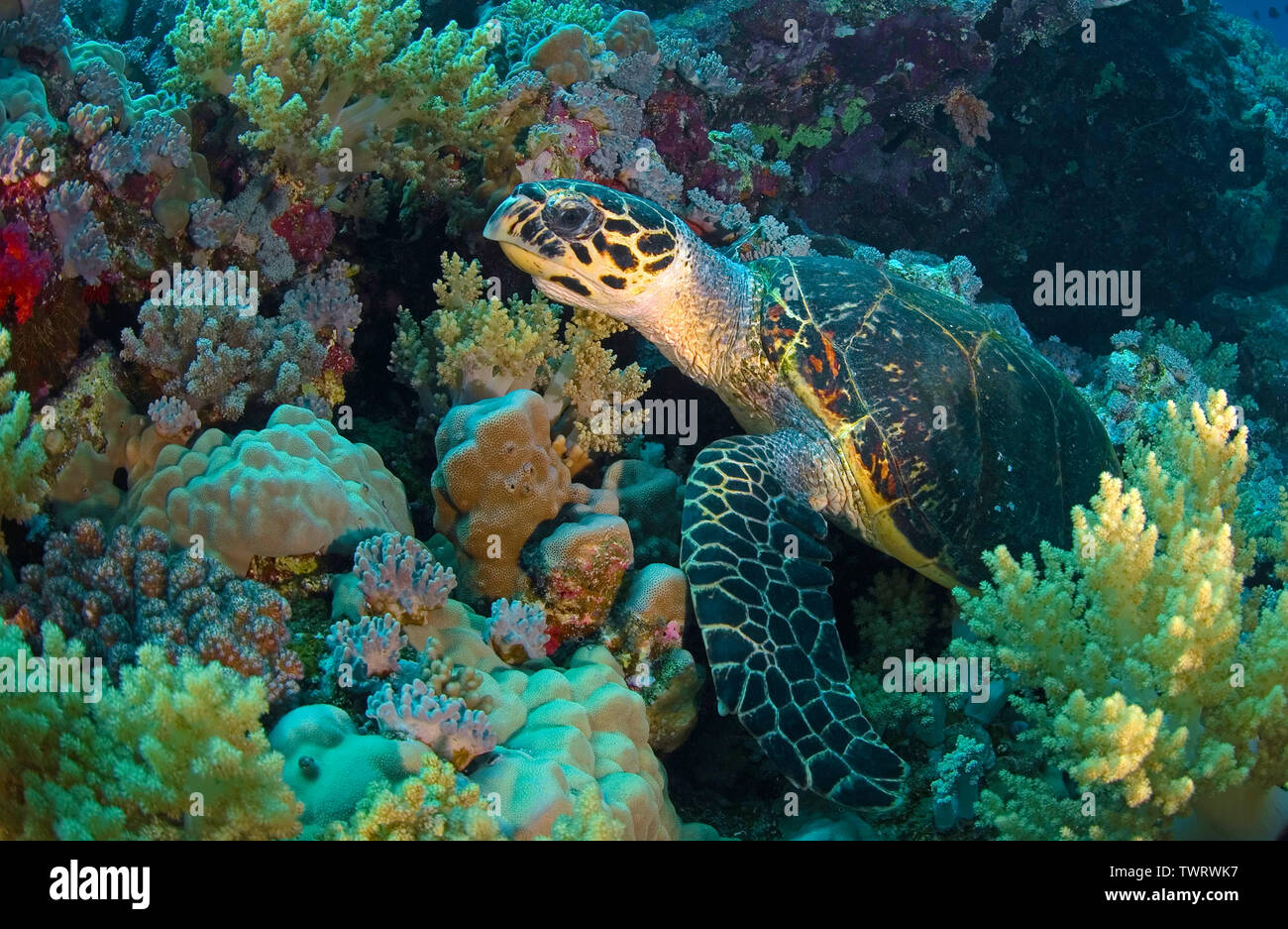Grüne Meeresschildkröte (Chelonia mydas), in einem Korallenriff, Sipadan, Borneo, Malaysia Stockfoto