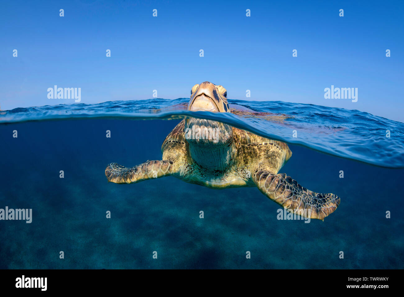 Grüne Meeresschildkröte (Chelonia mydas) Atmen an der Oberfläche, Split Image, über, unter, Marsa Alam, Ägypten Stockfoto