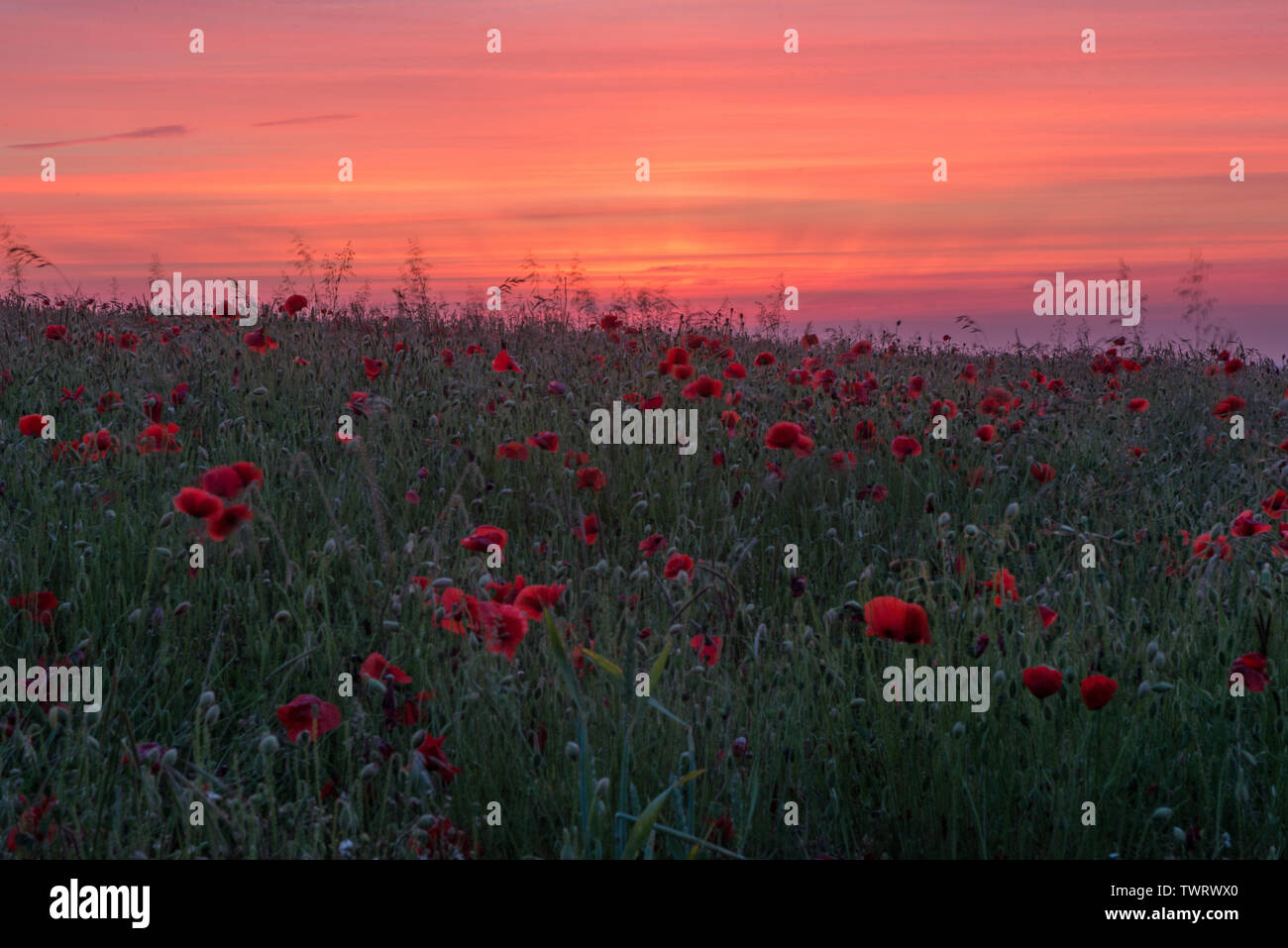 Sommer Sonnenaufgang über den South Downs National Park, England Stockfoto