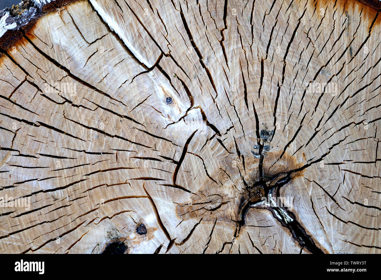 Textur stark gebrochene Holz alter Baumstumpf für Hintergrund. Stockfoto
