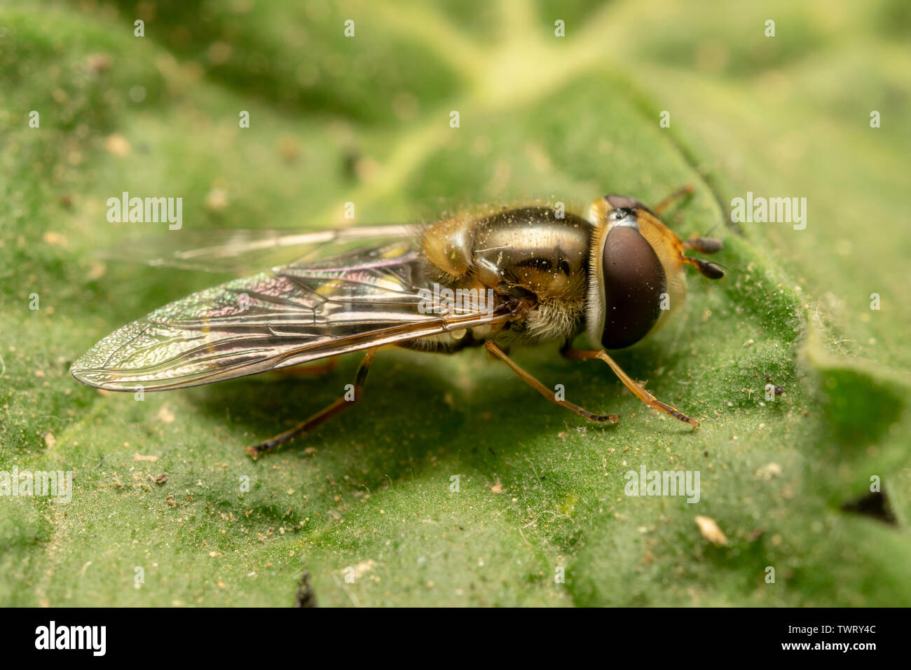 Europäische hoverfly (lat. Eristalis pertinax) Stockfoto